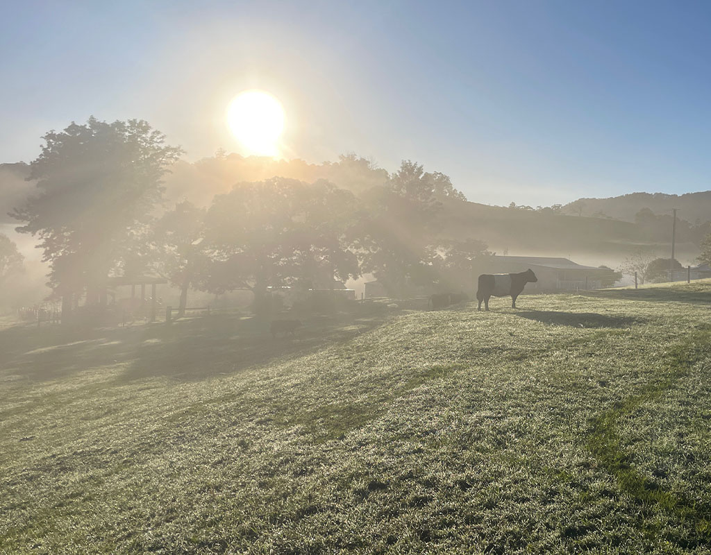 The sun rises through a thick fog on Galloway Downs, outlining Belted Galloway cattle in the pasture